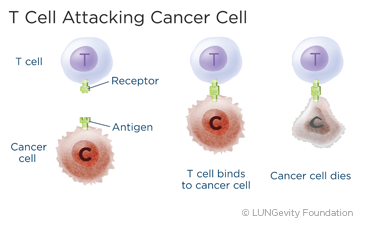 T cell attacking cancer cell