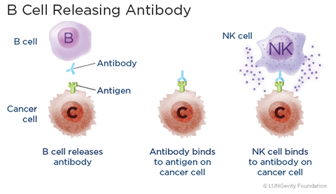 B cell releasing antibody