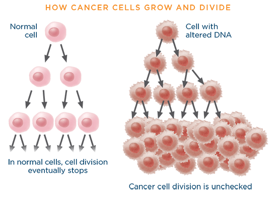 Cancer cell division