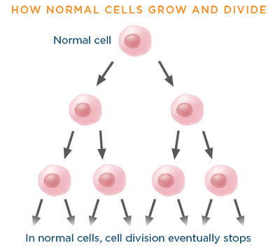Normal cell division