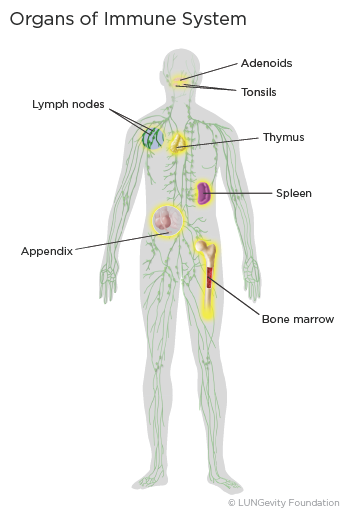 Organs of the immune system