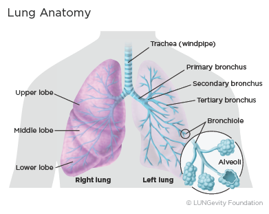 Lung anatomy diagram