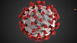Visualization of the Covid-19 virus Visualization of the Covid-19 virus