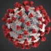 Visualization of the Covid-19 virus Visualization of the Covid-19 virus